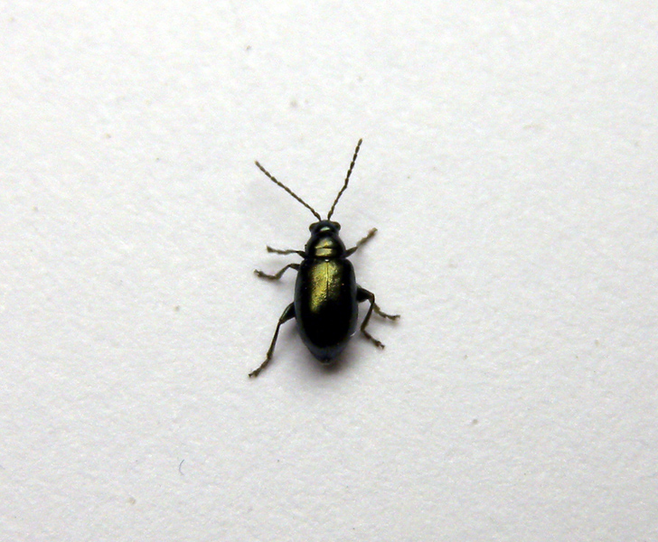 Piccolo coleottero: Chrysomelidae alticino